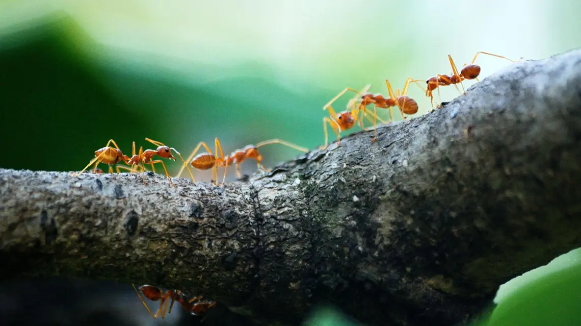 Formigas domésticas